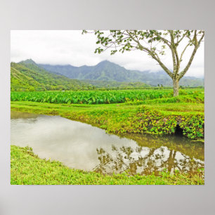 PÓSTER CAMPOS DE TARO DE HANALEI (KAUAI)