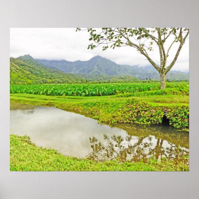 PÓSTER CAMPOS DE TARO DE HANALEI (KAUAI) (Frente)
