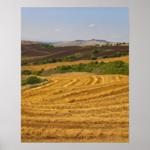 Póster Campos de trigo después de la cosecha