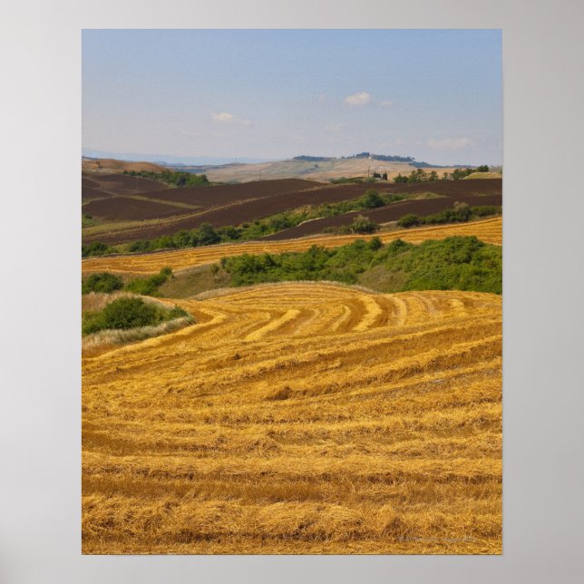 Póster Campos de trigo después de la cosecha (Frente)