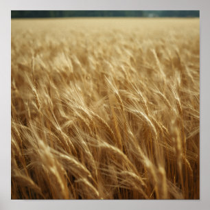 Póster Campos de Trigo Dorados