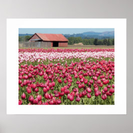 Póster Campos de Tulipanes Rosados Fotografía Floral