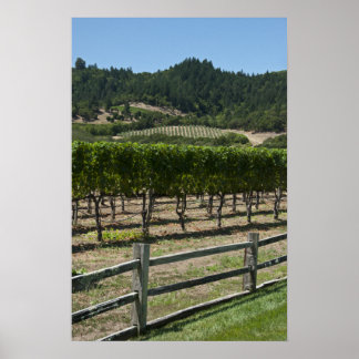 Póster Campos de uva de viñas rústicas