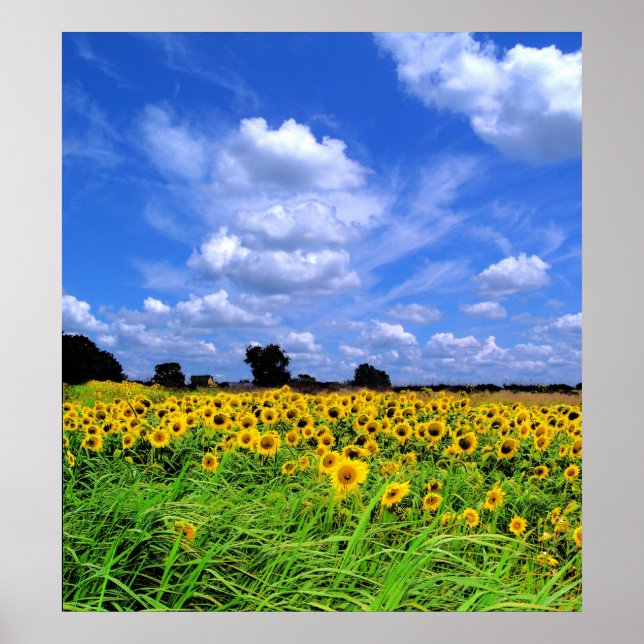 Póster Campos de viento y cielo (Frente)