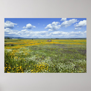 Póster Campos en primavera cerca de Guadalupe