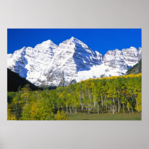 Póster Camps de Maroon con bosque de álamos temblones de