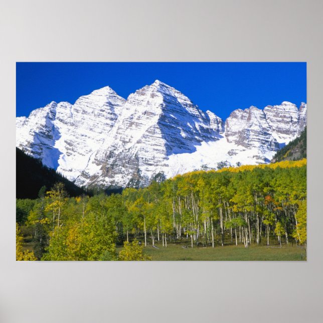 Póster Camps de Maroon con bosque de álamos temblones de  (Frente)