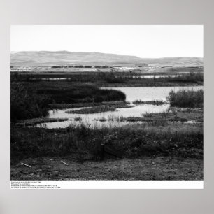 Póster Campus de enfrente de la fauna Pool, Irvine, 1967