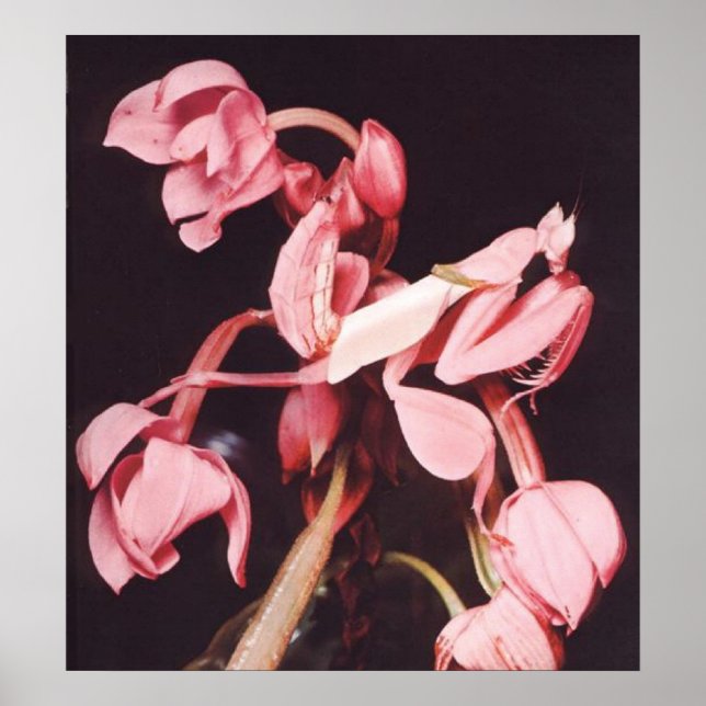 Póster Camuflaje de Mantis de Oración Rosa (Frente)