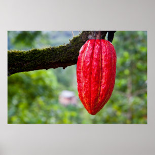 Póster caña de cacao