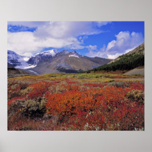 Póster Canadá, Alberta, Banff NP. Arándanos en flor