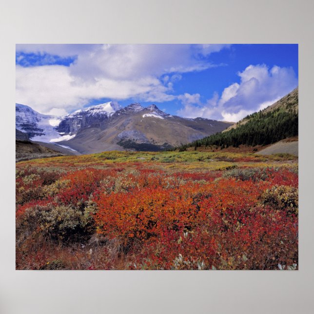 Póster Canadá, Alberta, Banff NP. Arándanos en flor (Frente)
