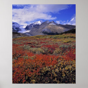 Póster Canadá, Alberta, Banff NP. Los arándanos proporcio