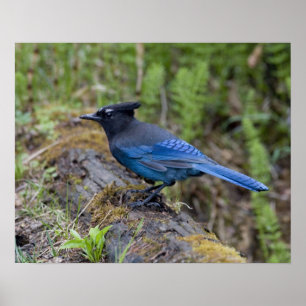 Póster Canadá: British Columbia, Yoho NP, Stellar jay,