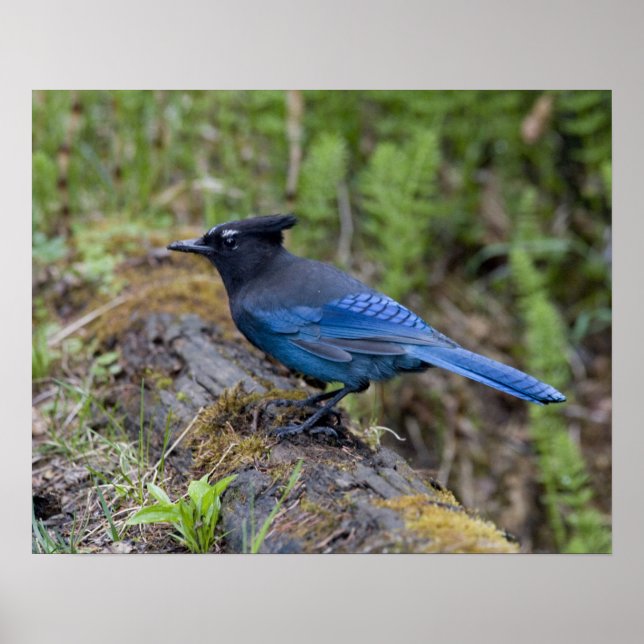 Póster Canadá: British Columbia, Yoho NP, Stellar jay, (Frente)