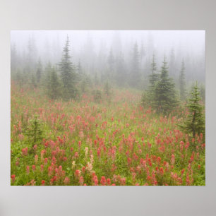 Póster Canadá, Columbia Británica, Revelstoke Nacional