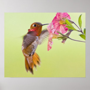 Póster Canadá, Columbia Británica, Rufous Hummingbird