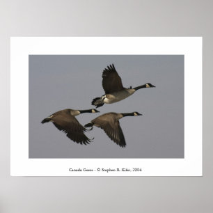 Póster Canadá Geese