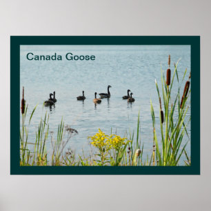 Póster Canada Geese And Cattails