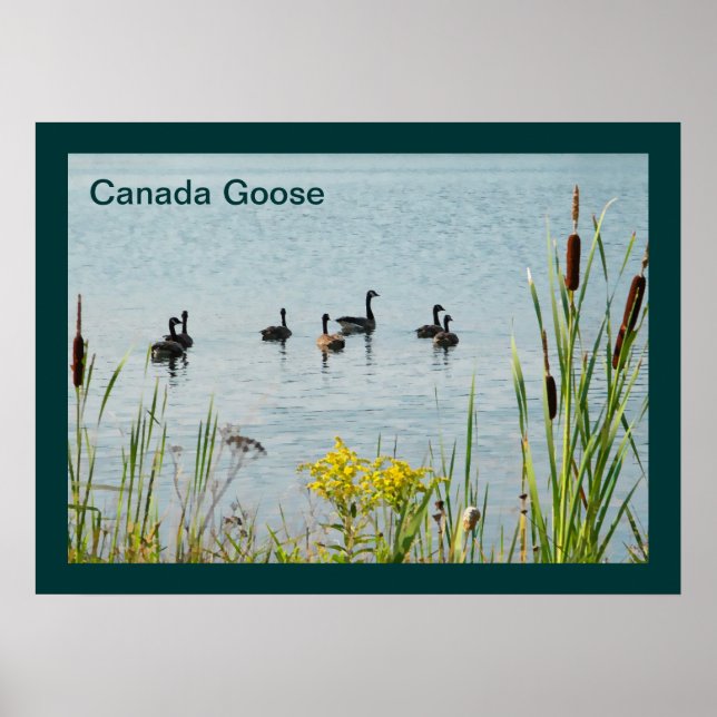 Póster Canada Geese And Cattails (Frente)