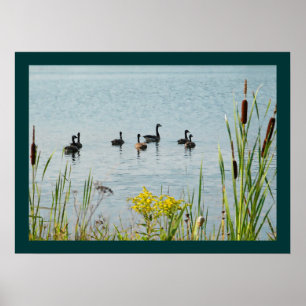 Póster Canadá Geese Y Cattails