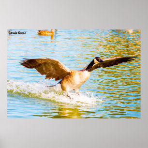 Póster Canada Goose