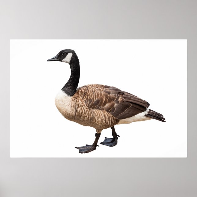 Póster Canada Goose (Frente)