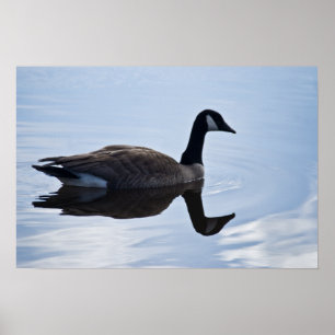 Póster Canada Goose