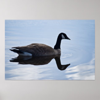 Póster Canada Goose