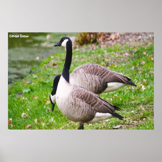Póster Canada Goose (Frente)
