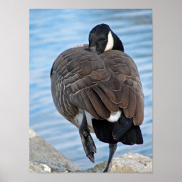 Póster Canada Goose