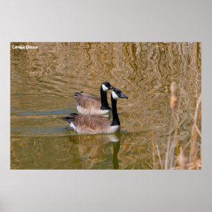 Póster Canada Goose