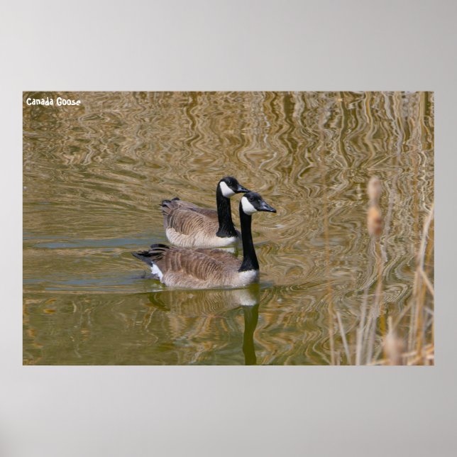 Póster Canada Goose (Frente)