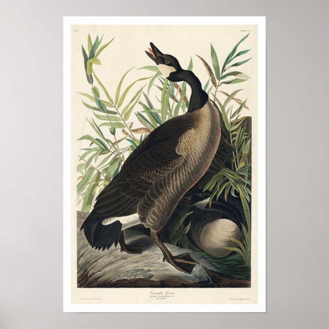 Póster Canada Goose by Audubon Poster (Frente)