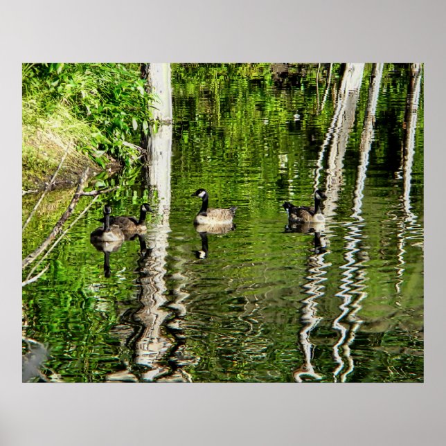 Póster (Canada) Goose Green (Frente)