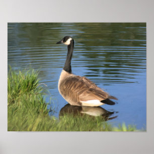 Póster Canadá Goose In Water Oil Pinting