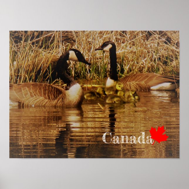 Póster Canadá Gose Family Cute Babies Goslings Geese (Frente)