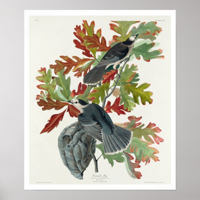 Póster Canada Jay de Audubon Poster (Frente)