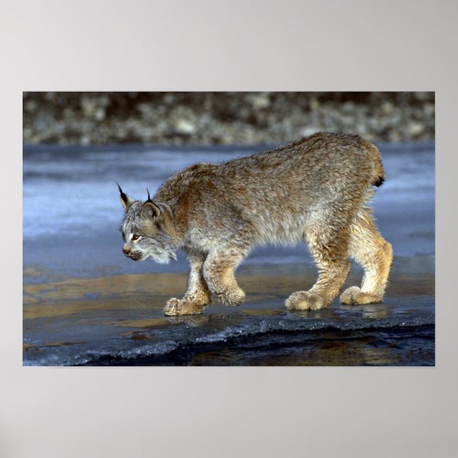Póster Canada lynx, winter (Frente)