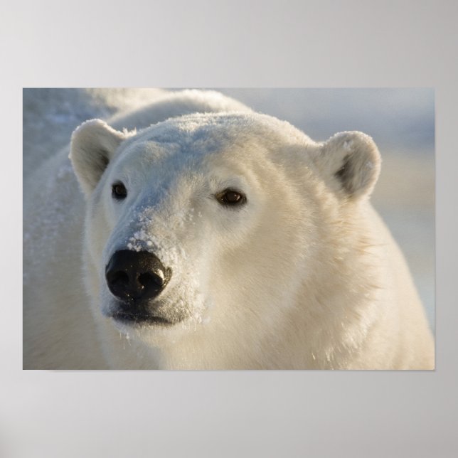 Póster Canadá, Manitoba, Bahía de Hudson | Oso polar (Frente)