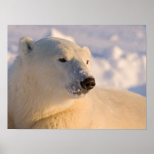 Póster Canadá, Manitoba, Bahía de Hudson   Oso polar