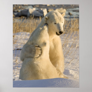 Póster Canadá, Manitoba, Bahía Hudson, Churchill.