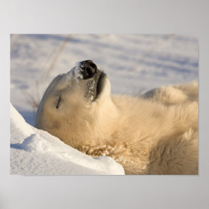 Póster Canadá, Manitoba, Bahía Hudson, Churchill. 3