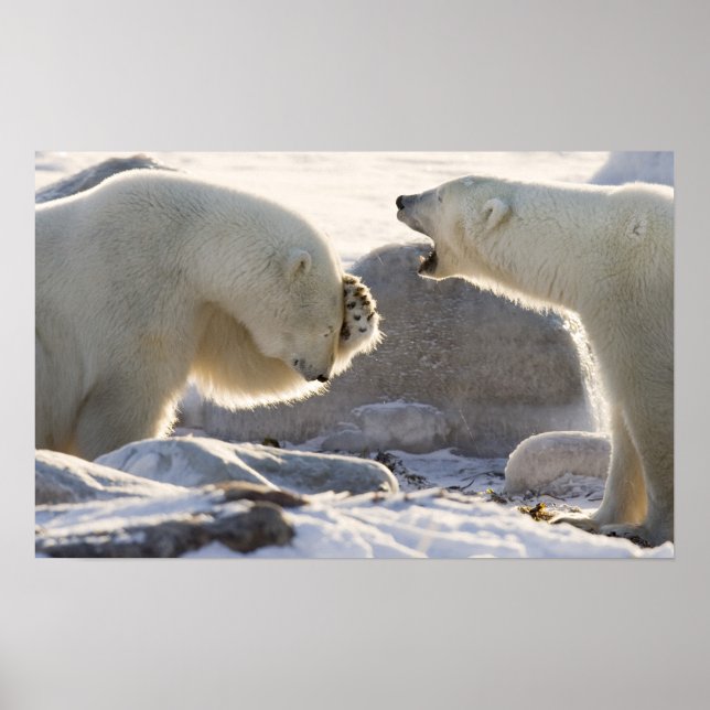 Póster Canadá, Manitoba, Bahía Hudson, Churchill. Dos (Frente)