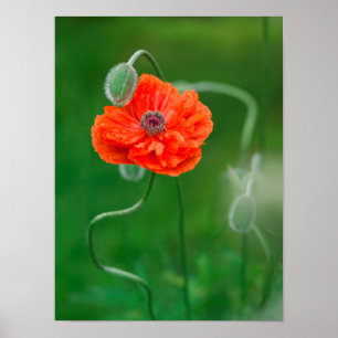 Póster Canadá, Nueva Brunswick, 2