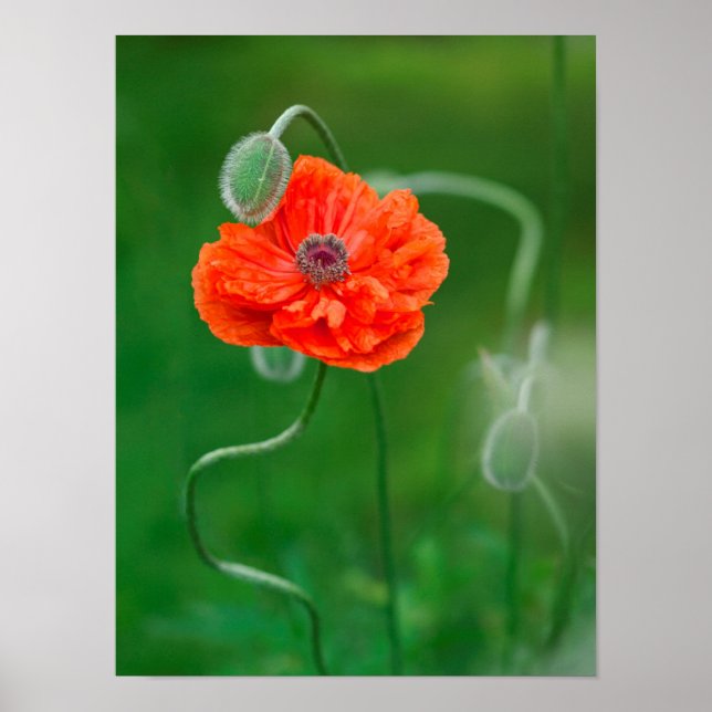 Póster Canadá, Nueva Brunswick, 2 (Frente)