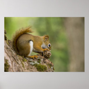 Póster Canadá, Nueva Escocia, Halifax. Jardines públicos,