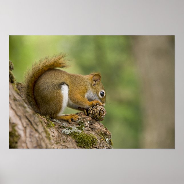 Póster Canadá, Nueva Escocia, Halifax. Jardines públicos, (Frente)