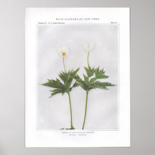 Póster Canadá o anémona de hojas redondas