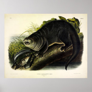 Póster Canada Otter (River Otter) - Audubon's Quadrupeds